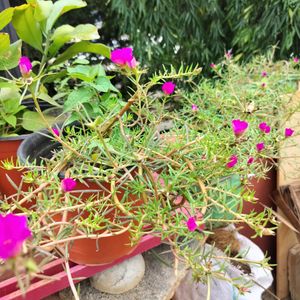 Pink Grass Plant