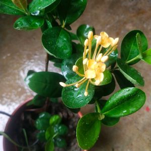 Beautiful Yellow Ixora ( Rangon ) Plant