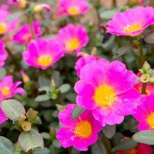 Portulaca Live Plant 🌹Pink And Rad Flower (10 Plant