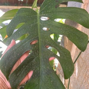 Monstera deliciosa, the Swiss cheese plant