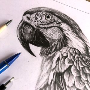 Macaw Parrot Sketch