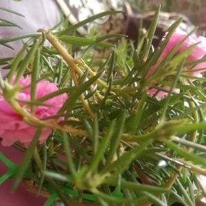 Button Rose Or Time Flower In The Shape Of Bonsai