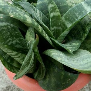 Snake Plant with pot