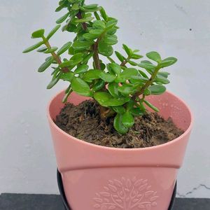 Jade Plant With Self Watring Pot