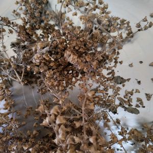 Tulsi Seeds