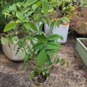 White Aprajita Plant With Roots