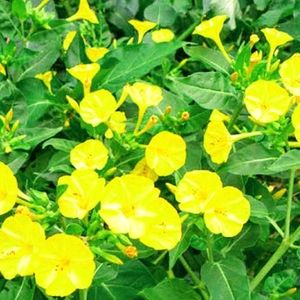 Unique 5o'clock 🕔Yellow 💛 Colour Flower Seeds.