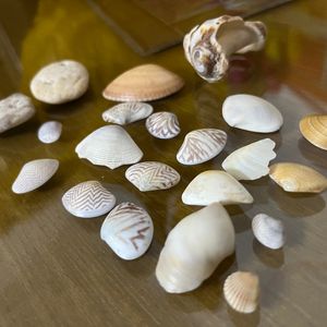 Sea Shells