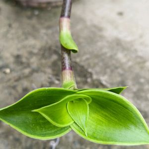 Basket Plant Green