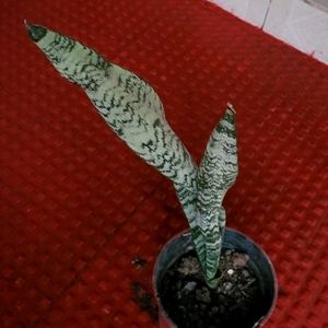 Dwarf Snake Plant & Pot