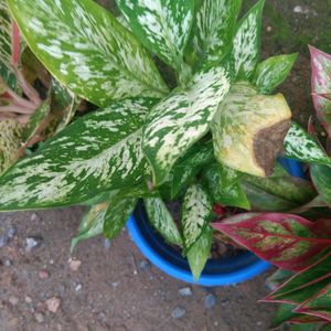 Aglaonema 3 Types Of Live Plant