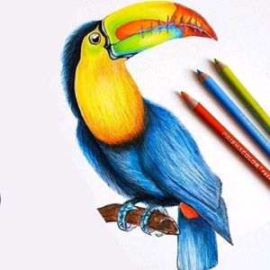 Bird Drawing