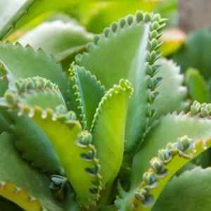 Bryophyllum Plant Shapling 1pices Per Order