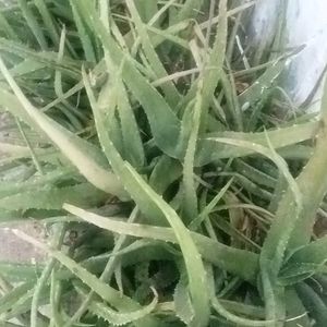 Aloe Vera Combo 4 Plants