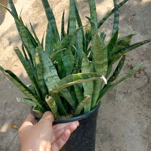 Whole Pot 2 Year Mature Snake Plant Variety