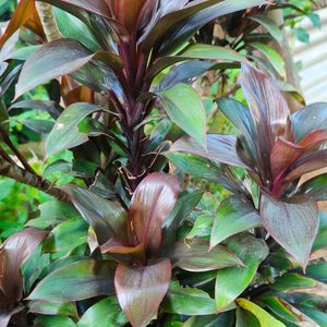 Cordyline Fruticosa Indoor Plant