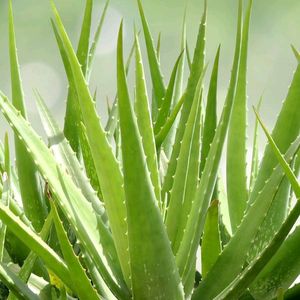 4 Baby Aloe Vera (Live Plants)