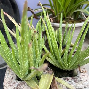 Air purifying and medicinal aloe vera plant