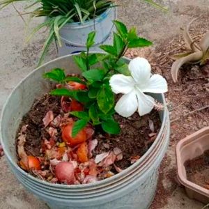 Combo Of 4 Color Hibiscus Plant With Root