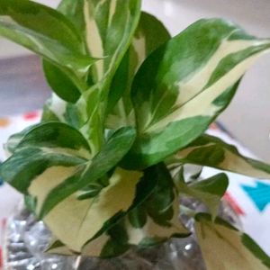 White Phothos Lucky Money Plant With Pot