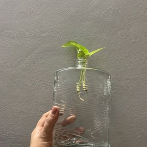 Aesthetic Glass Bottle/vase/jar