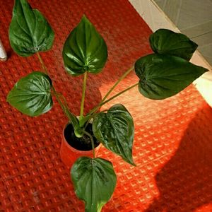 Alocasia cucullata(Elephant Ear) Plant 🌵