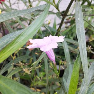 Pink Ruellia tuberosa flower or popping pod bloom