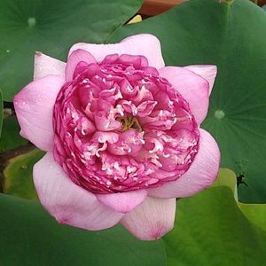 Combo Aquatic Plants Lotus Tuber .