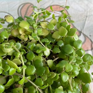 Turtle Vine And Tangled Heart Plant