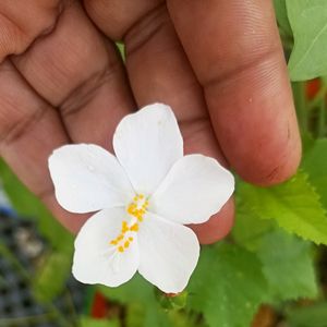 Freshly Harvested White Adenium Seeds