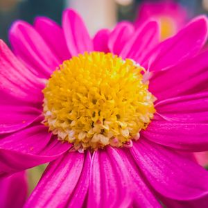 Pink Chrysanthemum Cuttings 2