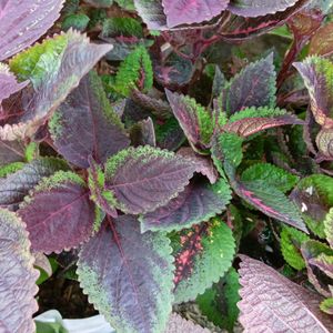 Coleus Beautiful Colours