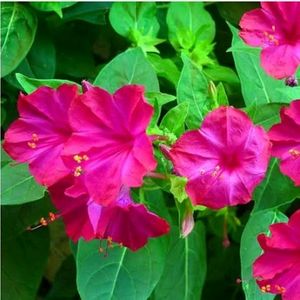 3 Colour 4 o'clock Plant Seeds