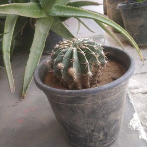 Cactus Plant