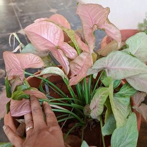 Pink Syngonium Plant