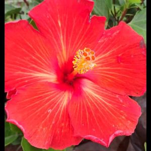 Grafted Hibiscus Plant