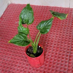 Alocasia cucullata (Elephant Ear) Plant & Pot