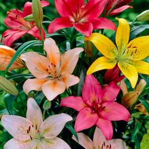 Multicolor Asiatic Lilly Imported Flower Bulb 5 Pc