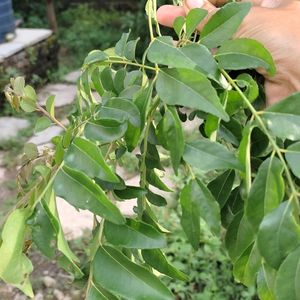 Homemade Curry Leaves Powder