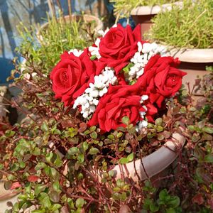 Red Roses Hand Gajrey