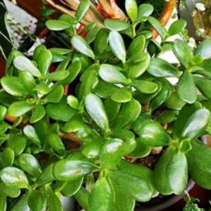 Jade Plants