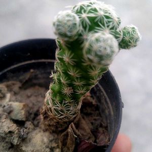 Rare And Expensive Cactus Plant