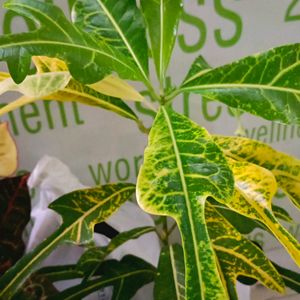 2 Different Varieties Of Croton Plant Well Rooted