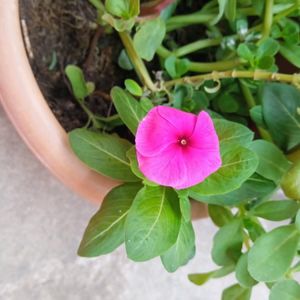 3-4 colours Type Of Nayantara Plants With Roots