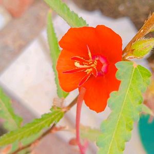 Reddish Orange Flower Seeds