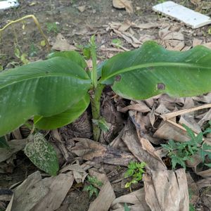 Banana Plant