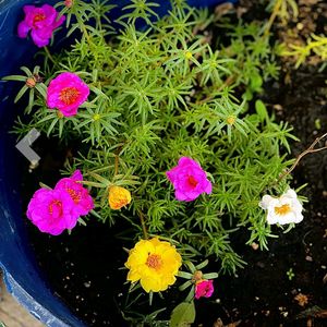 Portulaca Flower Seeds Pack Of 1 Packet