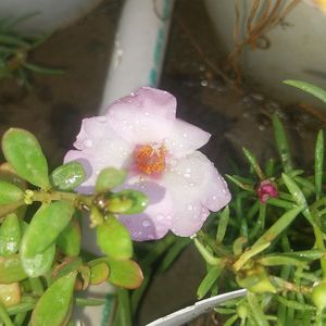 Portulaca And Purslene