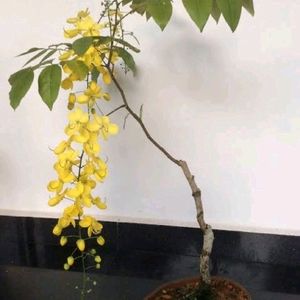 Golden Shower/Cassia Fistula Live Plant