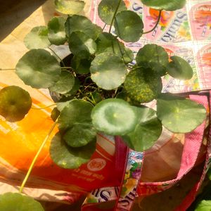 Brahmi Coin Plant ( Panny Worth ) Full Pot